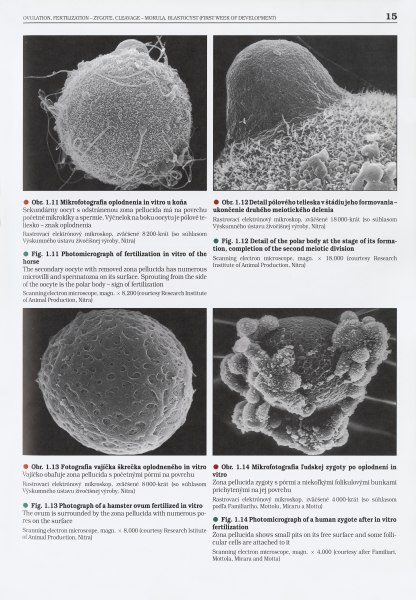 Embryologický atlas - 2