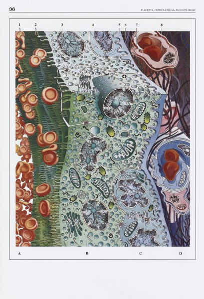 Embryologický atlas - 3