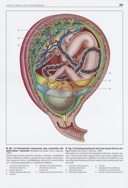 Embryologický atlas - 4