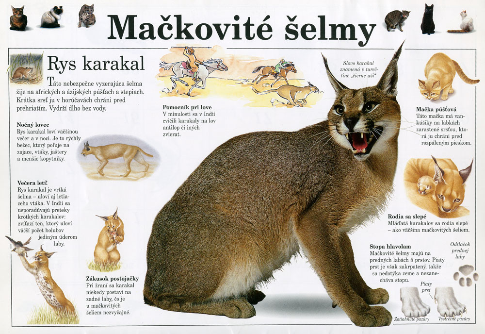 Nevšedný kalendár 1993 - 2