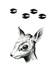 Zvieratá v Afrike - 3