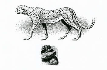 Zvieratá v Afrike - 4