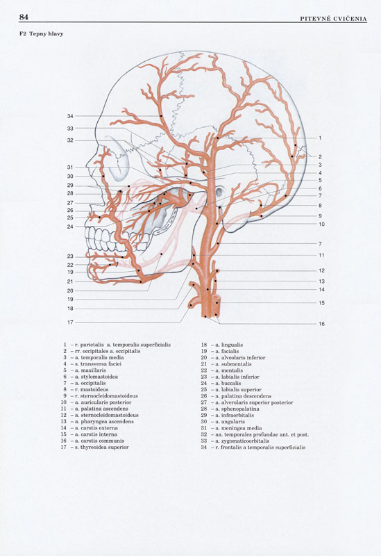 Pitevné cvičenia - 3