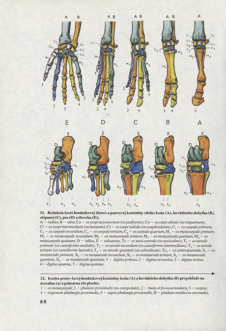 Anatómia hospodárskych zvierat - 2