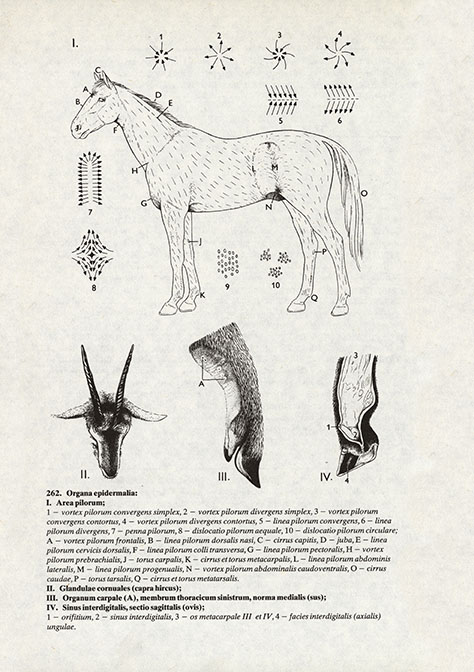 Anatómia hospodárskych zvierat - 4
