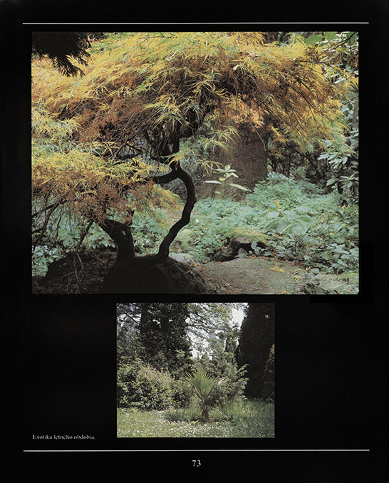 Arborétum Mlyňany - 3