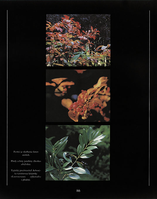 Arborétum Mlyňany - 4