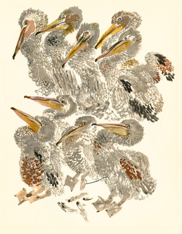 Putešestvije k pelikanam - 2