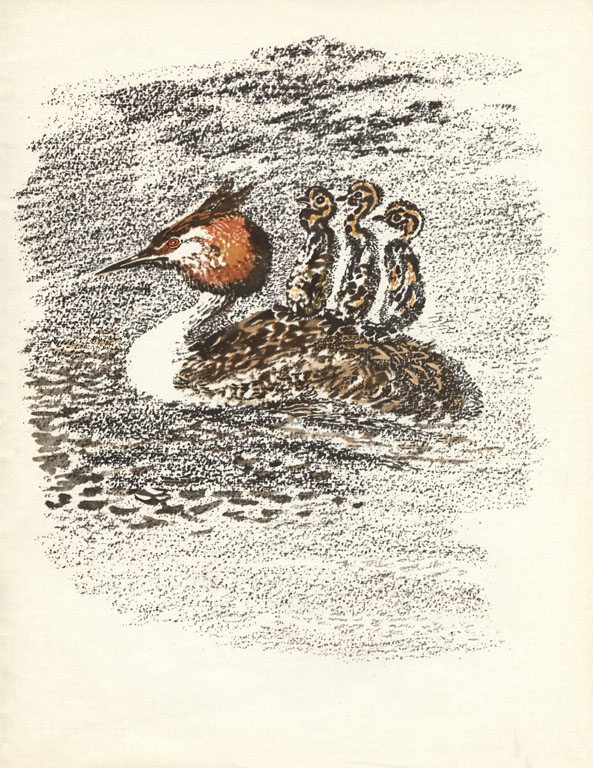 Putešestvije k pelikanam - 4