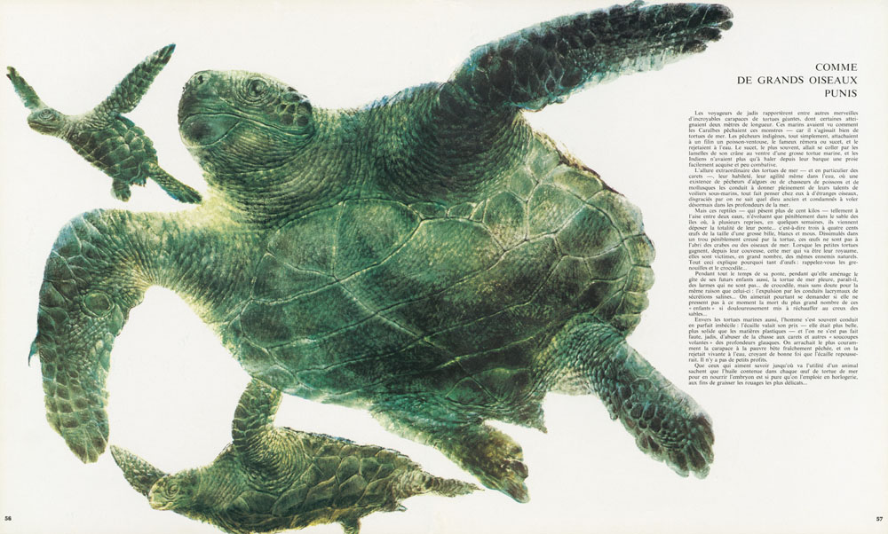 Bestiaire insolite - 4