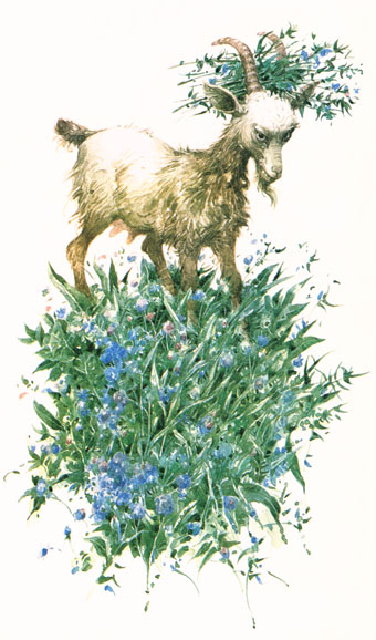 Koza rohatá a jež - 2