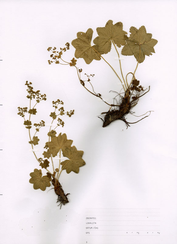 Herbarium - 4