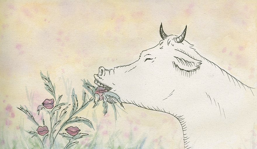 Nie je krava ako krava - 2