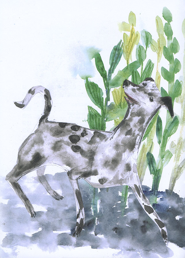 Pozor, bodkovaný pes! - 2